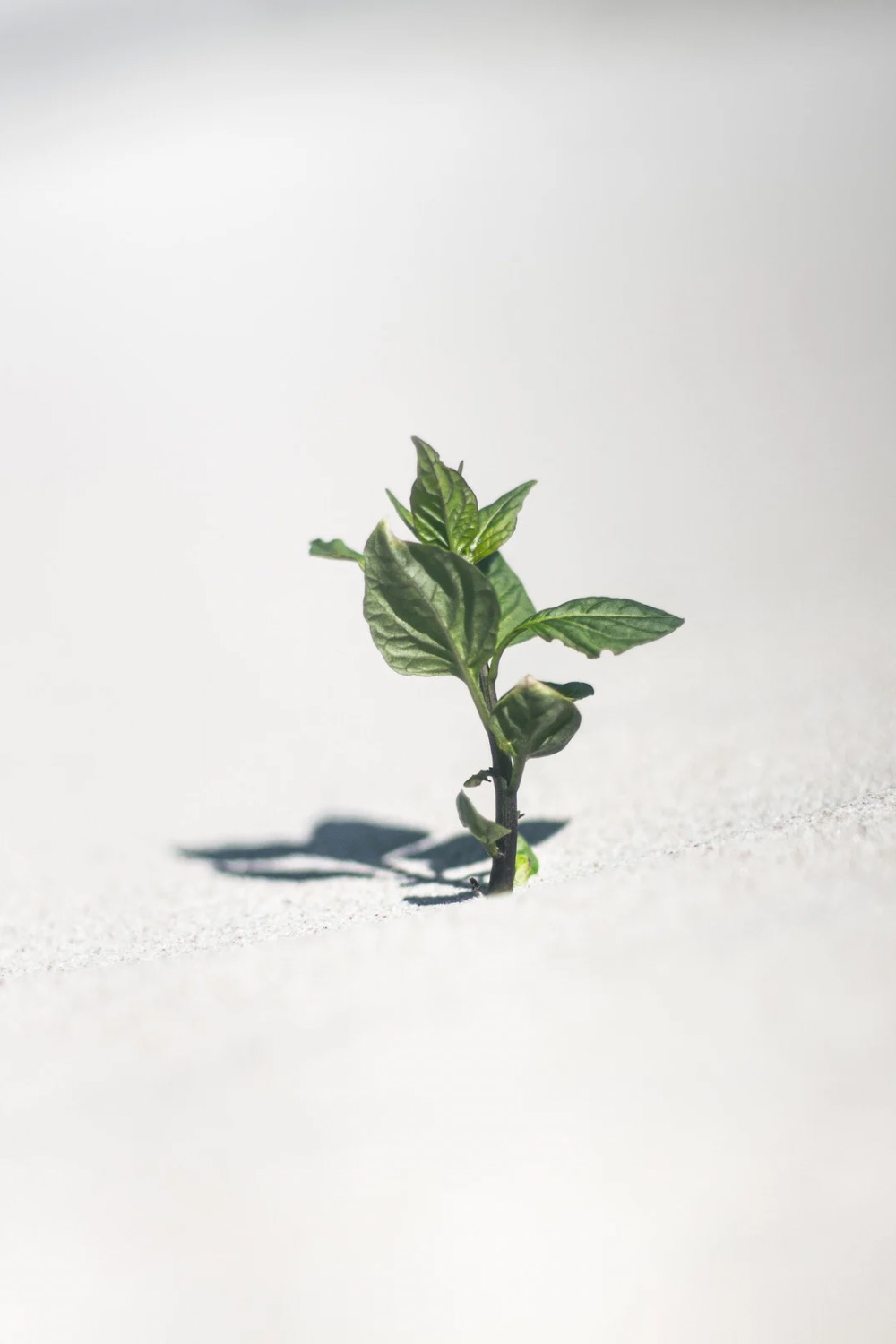 resilient plant in the ground with nothing else around it