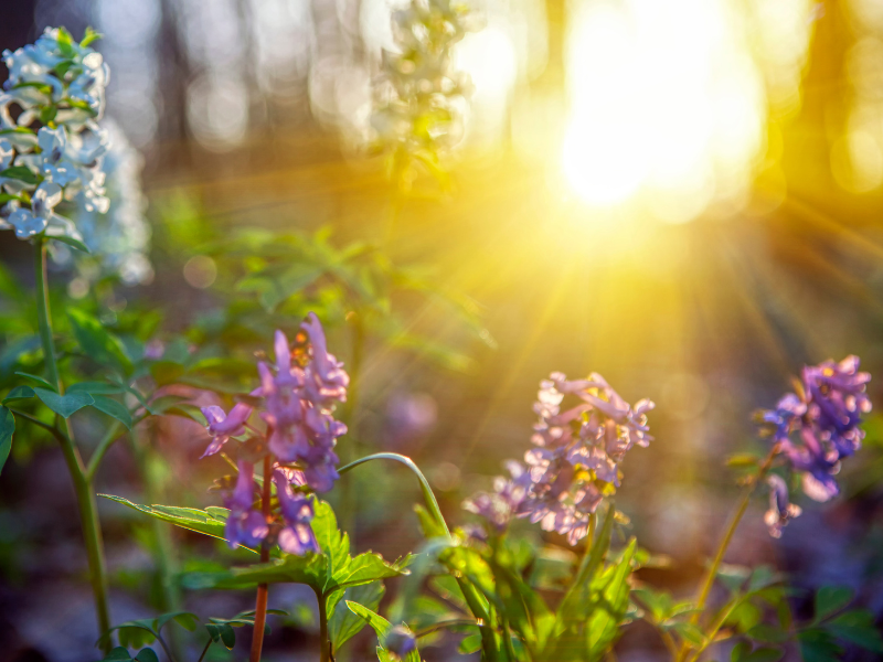 sunrise with purple flowers in the foreground