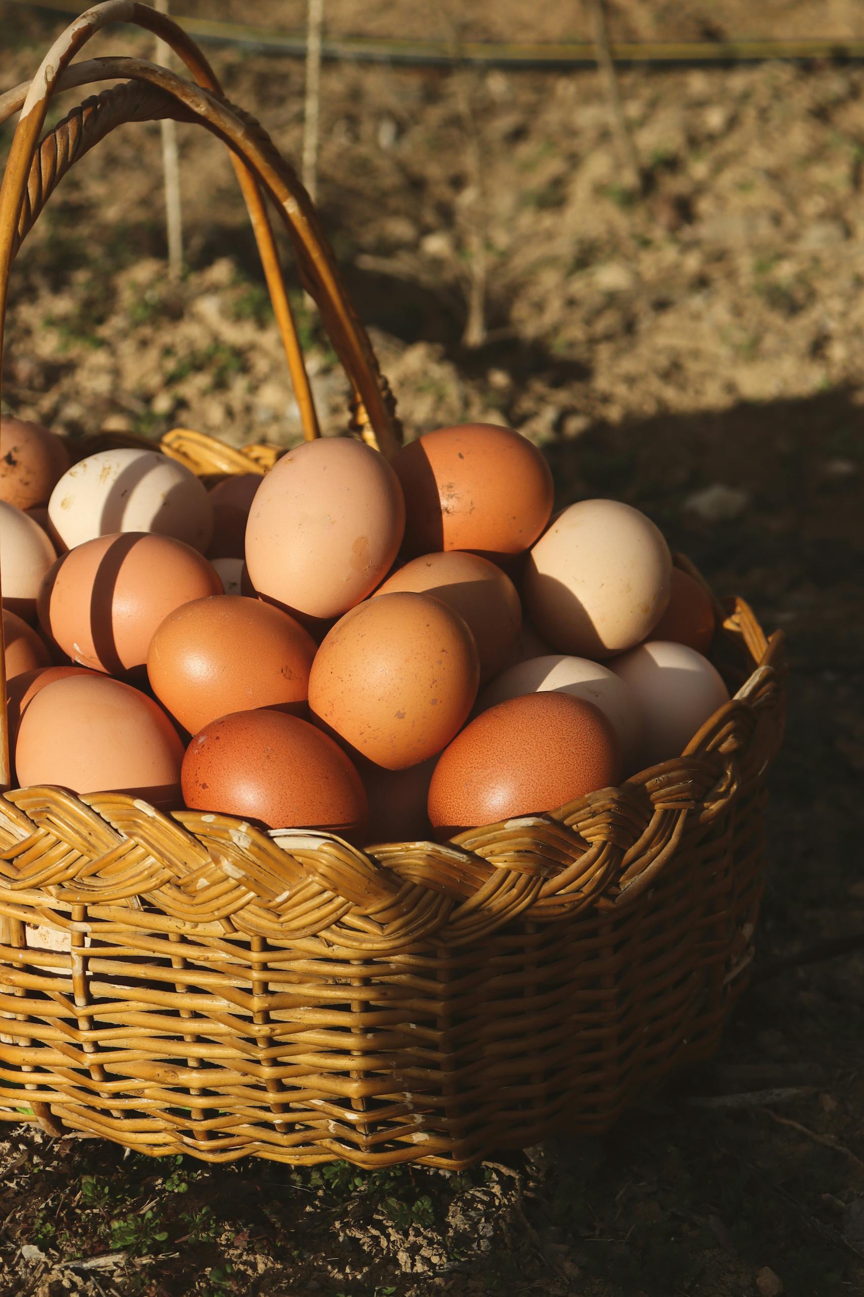A wicker basket filled with fresh brown and white eggs outdoors, capturing the essence of farm life.