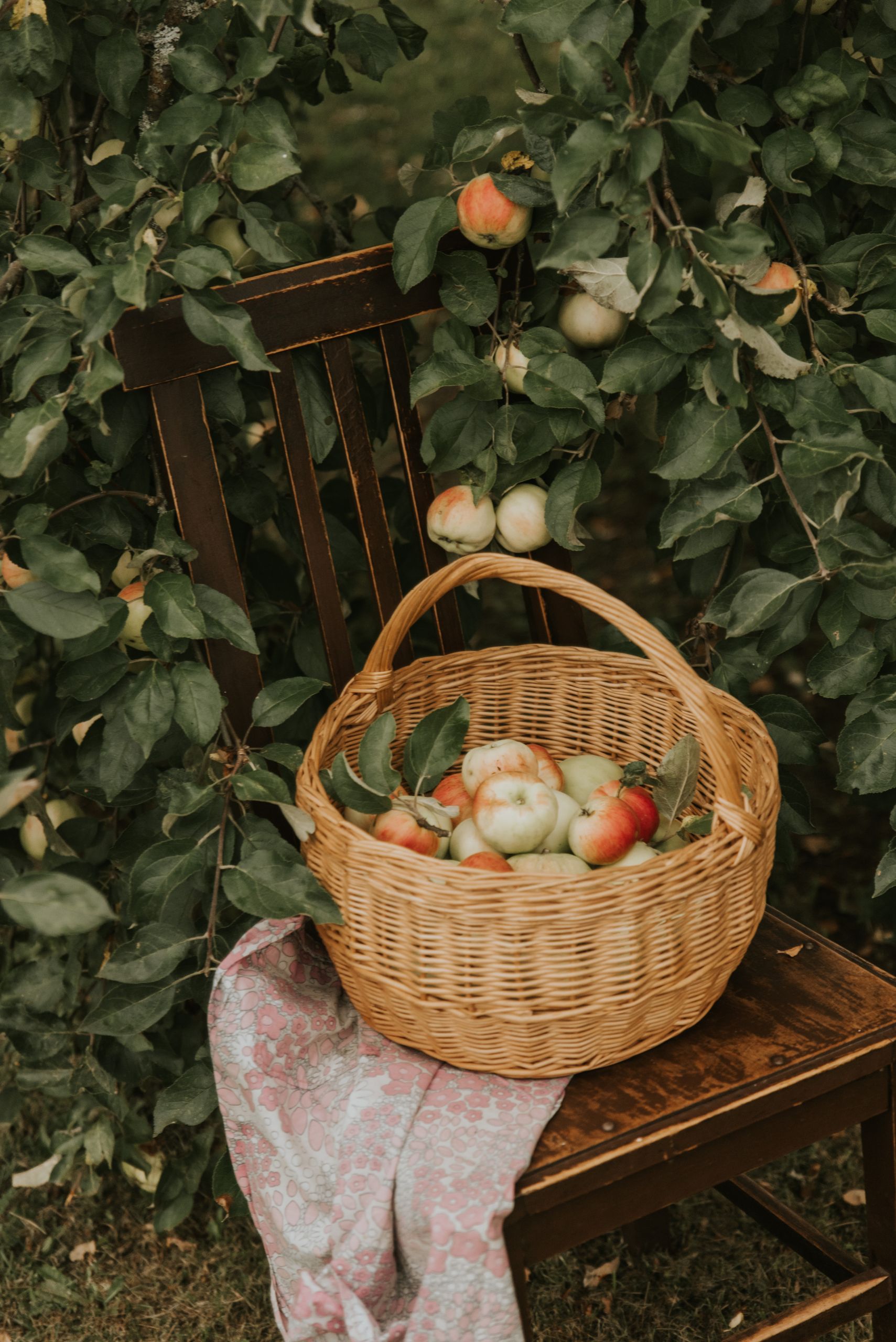 A wicker basket full of ripe apples on a rustic wooden chair amidst lush apple trees in autumn.